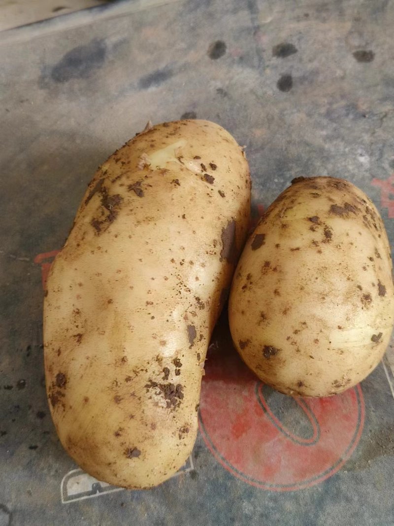 南阳黄心土豆大量上市，有沃土5号，荷兰15等品种，规格齐全，