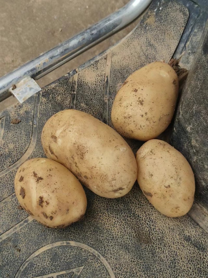 南阳黄心土豆大量上市，有沃土5号，荷兰15等品种，规格齐全，