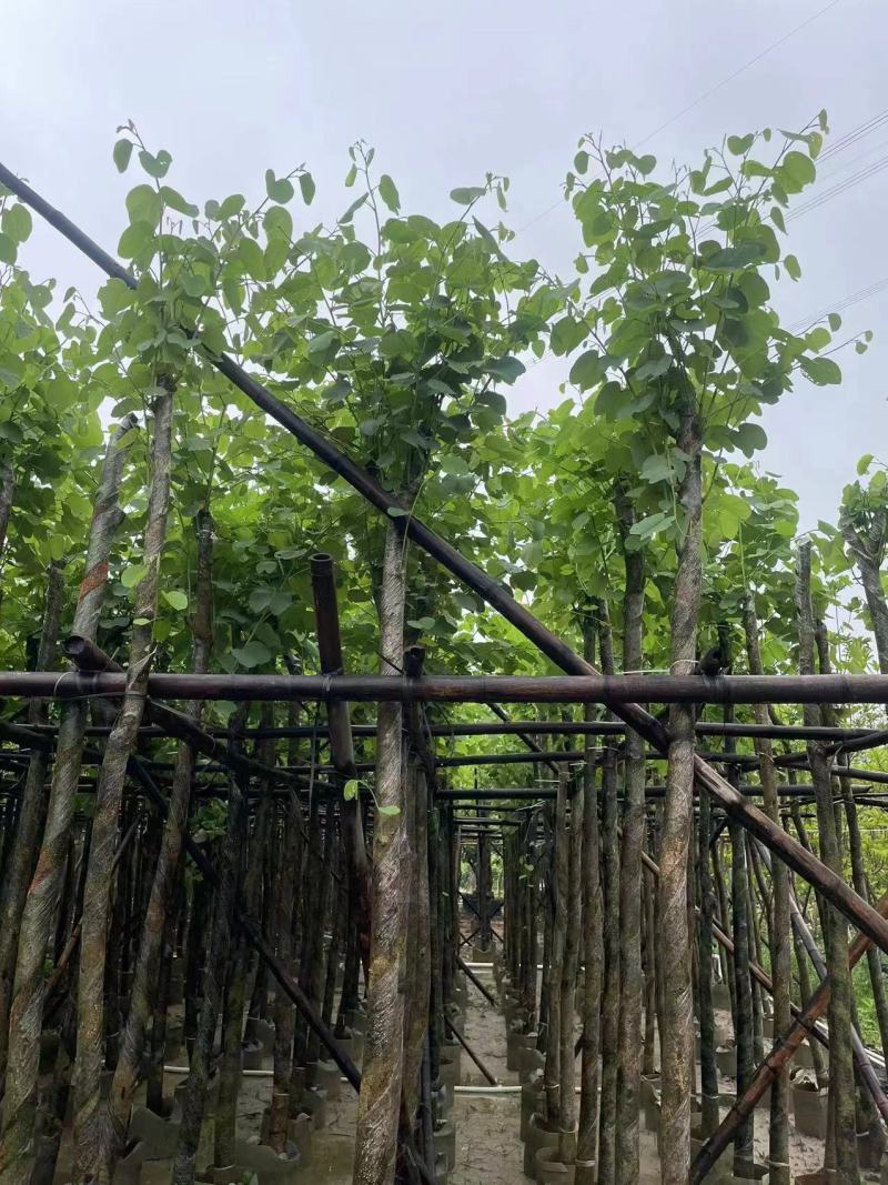 宫粉紫荆5-10-15分大量现货.