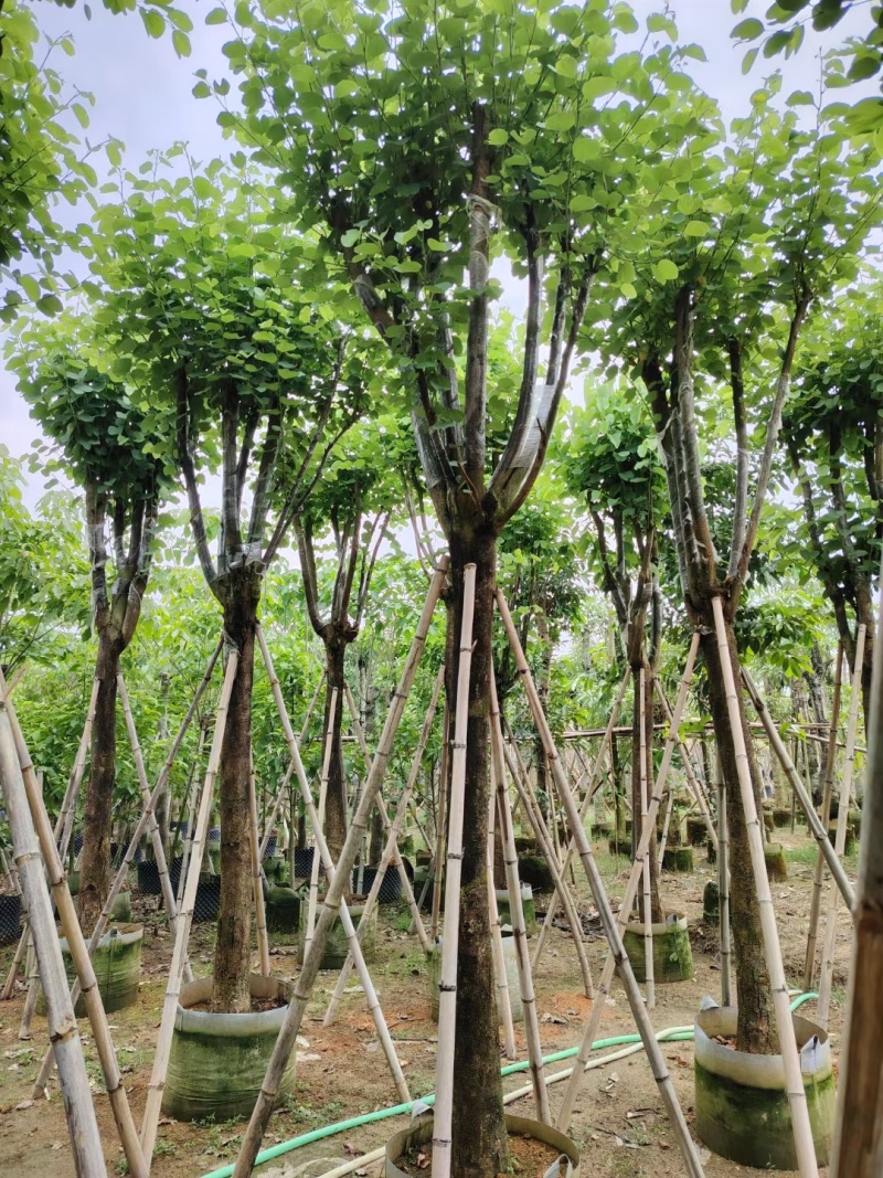 宫粉紫荆5-10-15分大量现货.