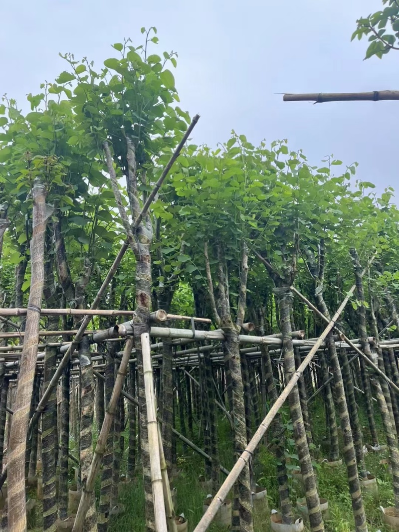 宫粉紫荆5-10-15分大量现货.