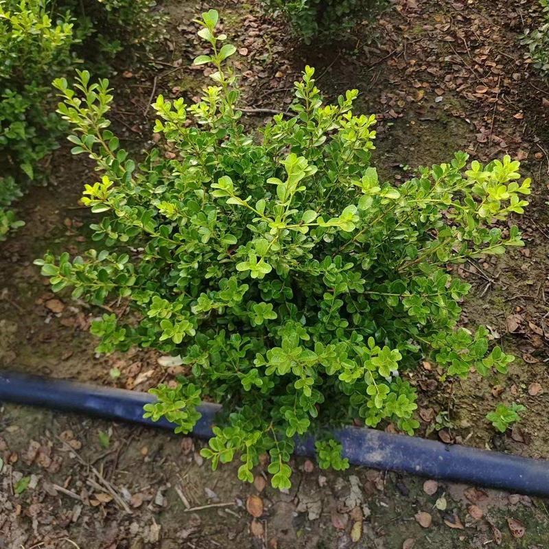 瓜子黄杨球瓜子黄杨球园林绿化树苗南方北方种植庭院小区道路