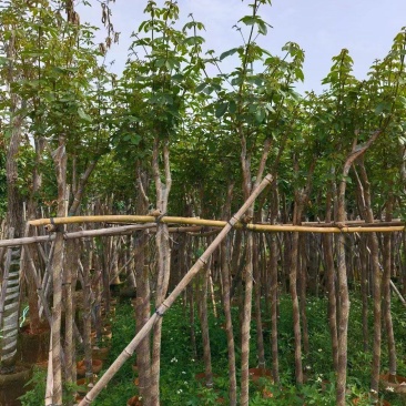 多花黄花风铃木3至10公分现货两万株