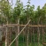 多花黄花风铃木3至10公分现货两万株