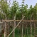 多花黄花风铃木3至10公分现货两万株
