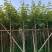 多花黄花风铃木3至10公分现货两万株