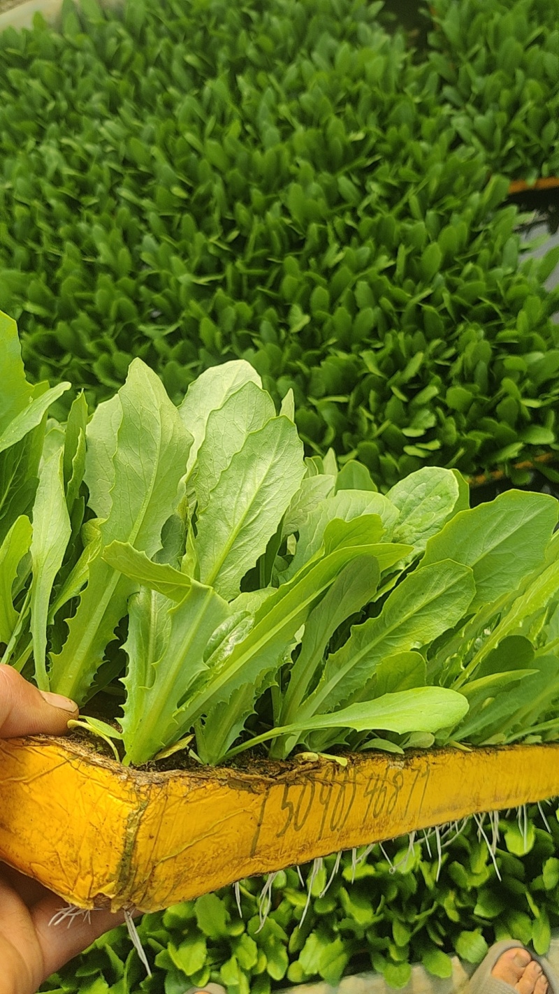 油麦菜苗