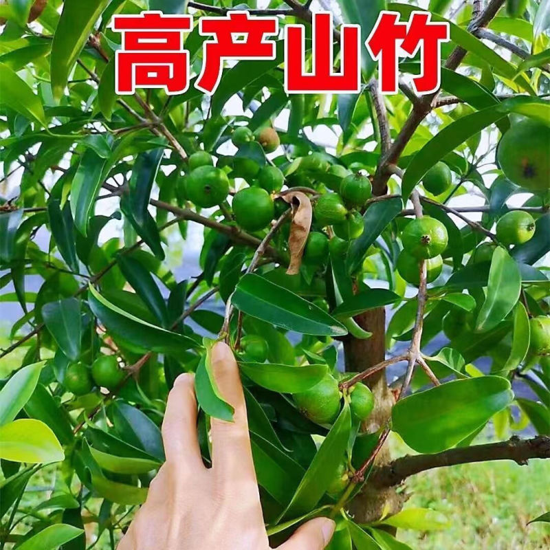 泰国山竹苗岭南黄金山竹嫁接果树苗当年结果庭院四季阳台南方