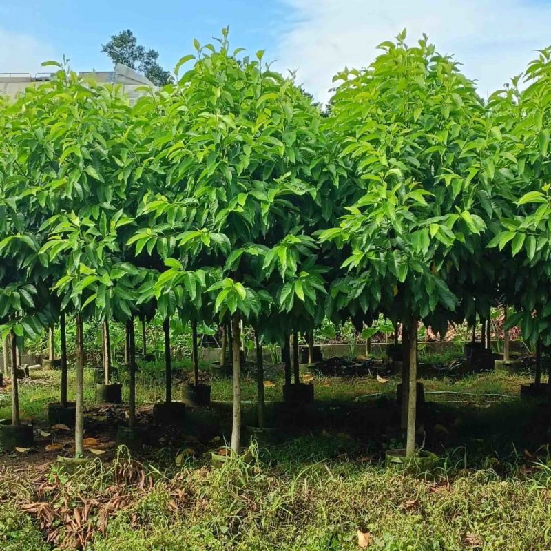白玉兰3-15分，规格齐全，基地直销，一手货源