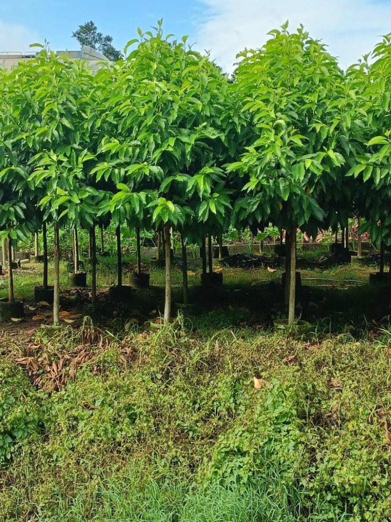 白玉兰3-15分，规格齐全，基地直销，一手货源