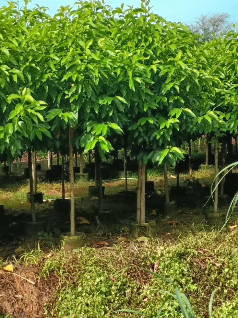 白玉兰3-15分，规格齐全，基地直销，一手货源