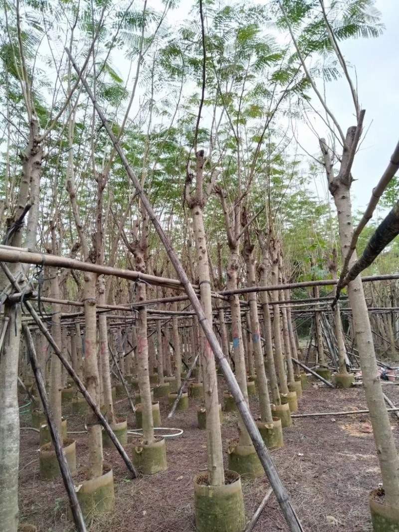 凤凰木3-30分各种规格低价出售