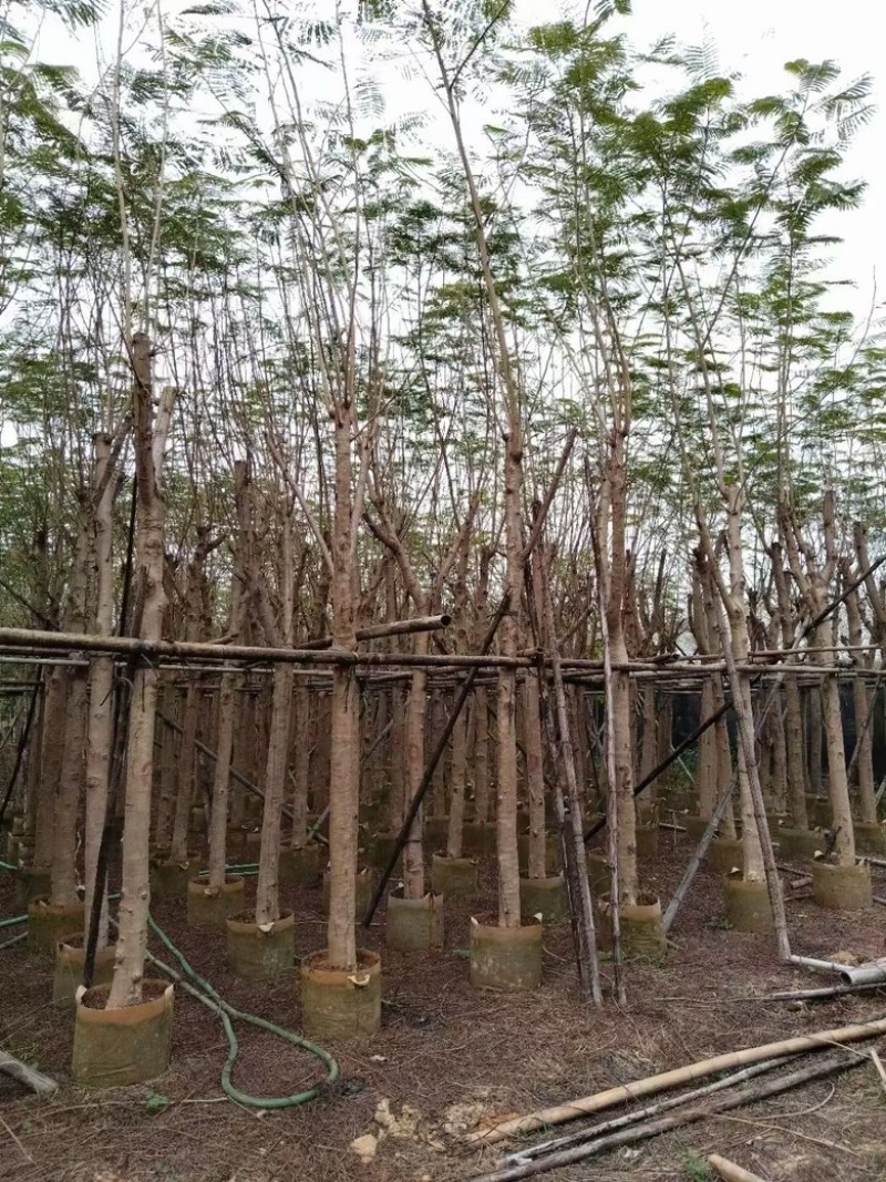 凤凰木3-30分各种规格低价出售