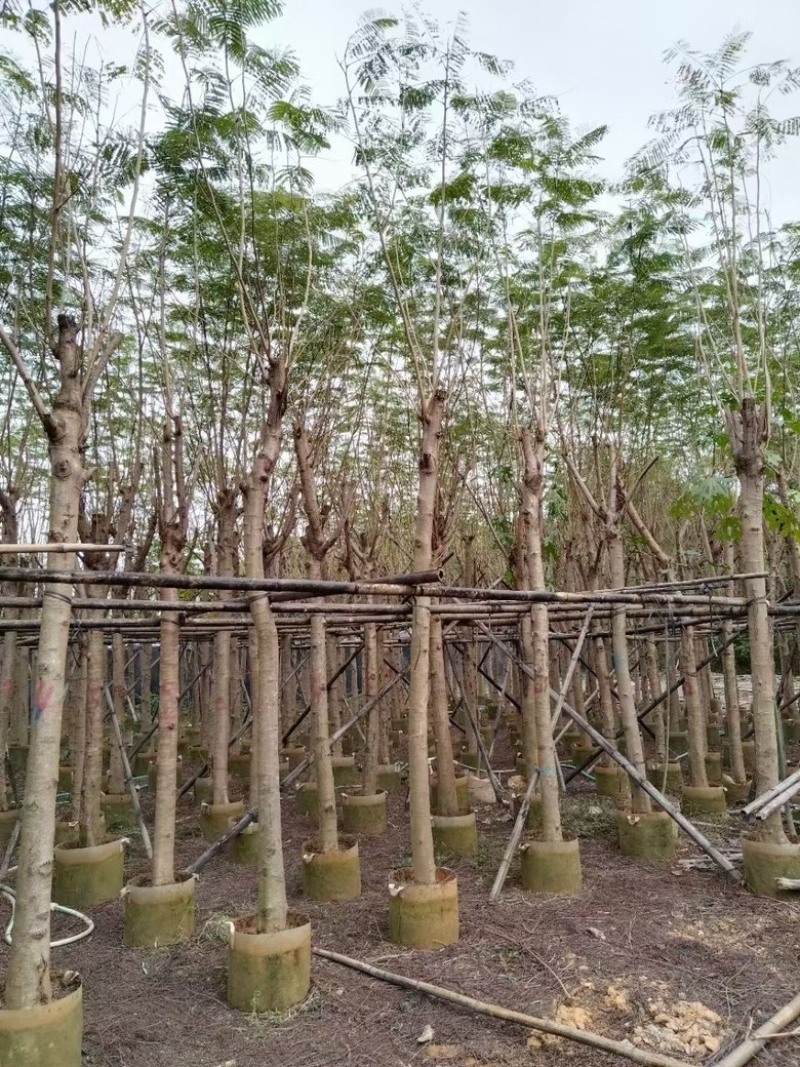 凤凰木3-30分各种规格低价出售