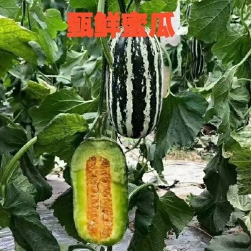 博洋9号甜瓜百万亩甜瓜基地，专业供应、专业品控，对接商超电商