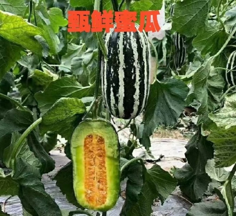博洋9号甜瓜百万亩甜瓜基地，专业供应、专业品控，对接商超电商