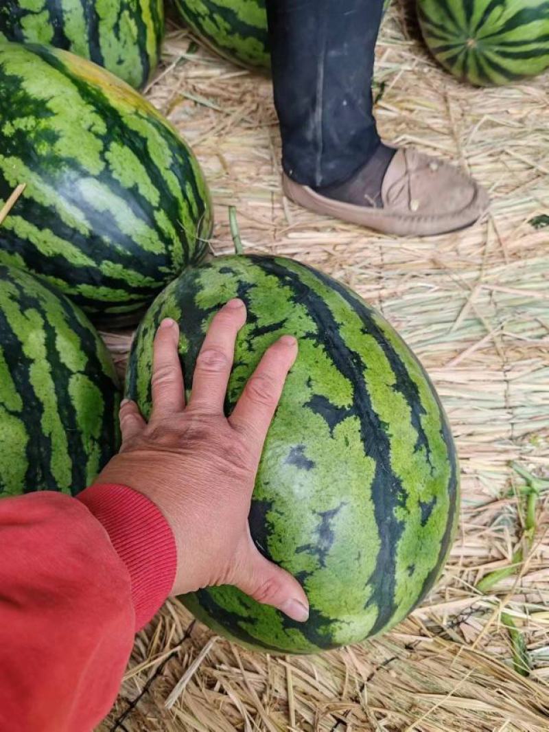 甜王西瓜