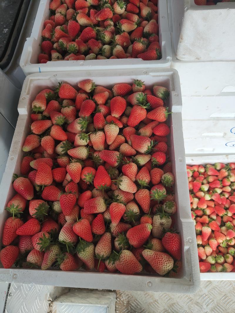 法兰帝草莓苗一年苗免费提供技术支持实地考察