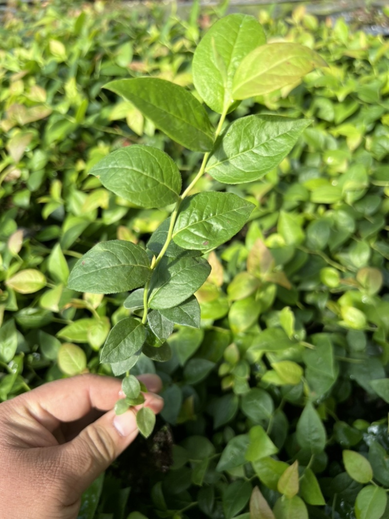 热门蓝莓苗品种蓝莓苗蓝莓苗根系外溢