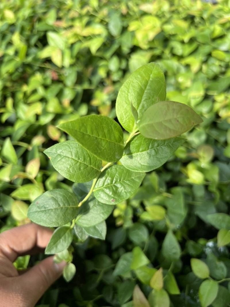 热门蓝莓苗品种蓝莓苗蓝莓苗根系外溢