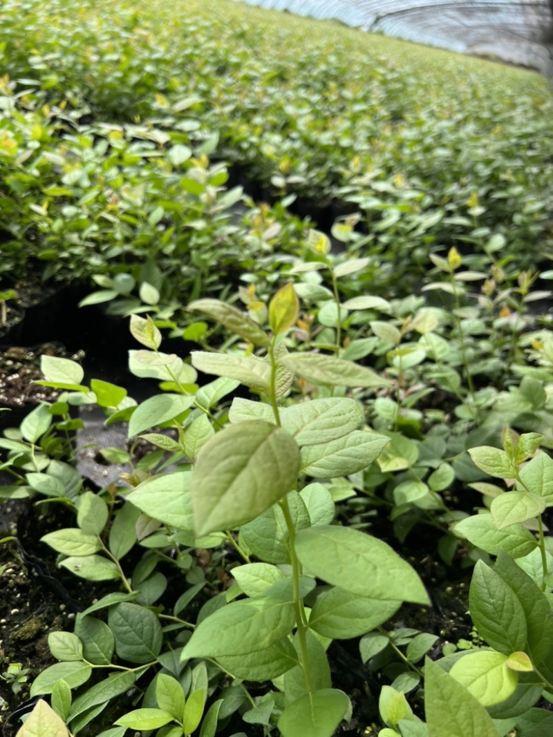 热门蓝莓苗品种蓝莓苗蓝莓苗根系外溢