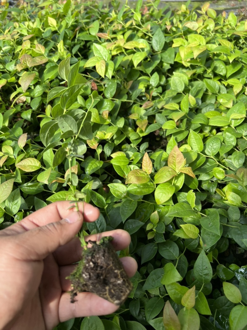 热门蓝莓苗品种蓝莓苗蓝莓苗根系外溢