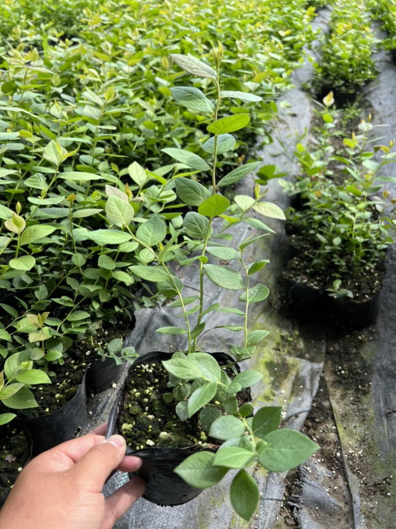 热门蓝莓苗品种蓝莓苗蓝莓苗根系外溢