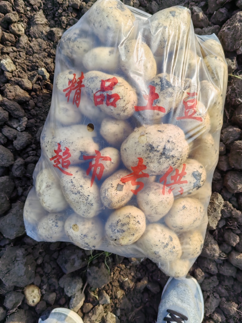 四川土豆，沃土，中薯，V7，大量上市，各种规格！大量接车