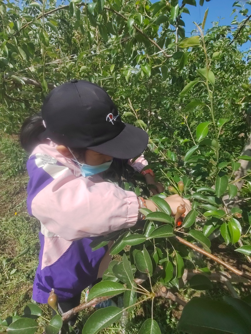 洋梨茄梨巴梨大头梨太婆梨香蕉梨渭南合阳产地直供货源充足