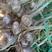 紫皮大蒜产地直发，全国接单，量大从优，质量有保障！