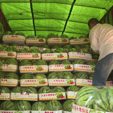 无籽美嘟西瓜大量上市中，果型正，熟度好。价位低