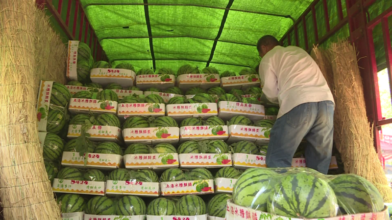 无籽美嘟西瓜大量上市中，果型正，熟度好。价位低