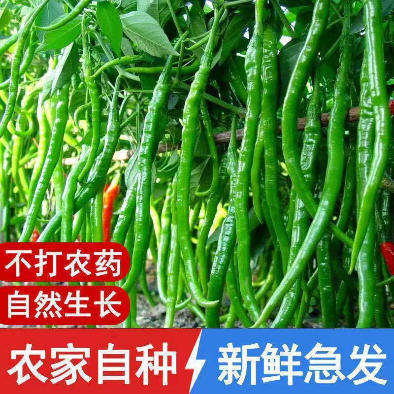 新鲜自家种植二荆条鲜辣椒！大量长期供货，保证质量，欢迎电