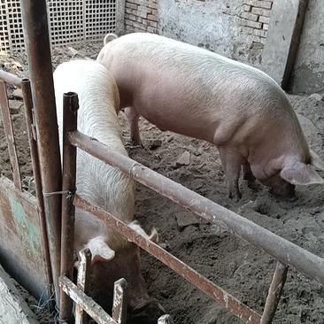 出售自家养肥猪两头均四百斤以上