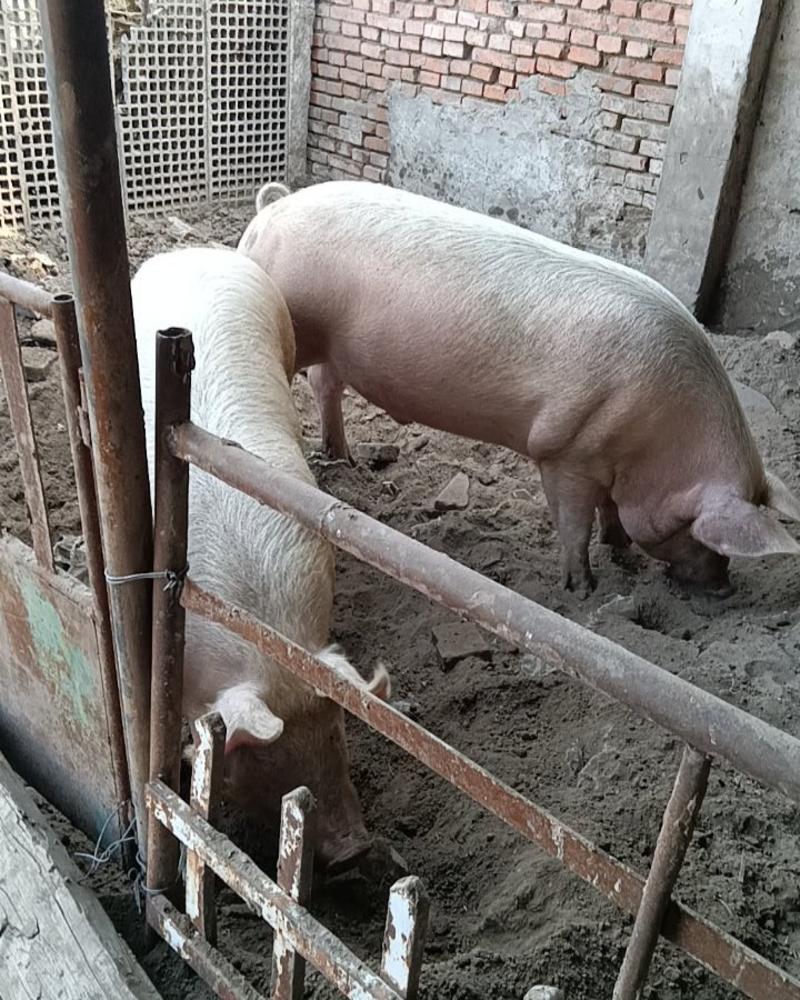 出售自家养肥猪两头均四百斤以上