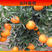 农户种植长叶香橙，产地供货，大量长期供货保质保量，欢迎电