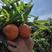 农户种植长叶香橙，产地供货，大量长期供货保质保量，欢迎电