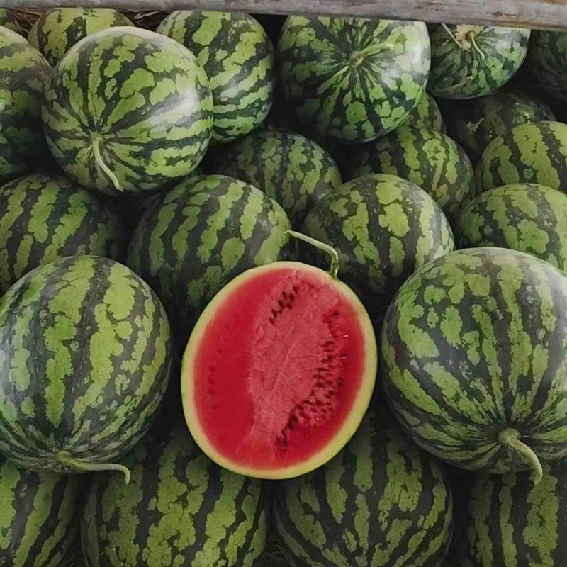 （优质）甜王西瓜🍉皮薄、糖度高、产地发、质量保证、代发全国