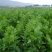 经济田除草剂大叶芹菜除草剂大叶芹菜除草剂芹菜除草剂
