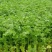 经济田除草剂大叶芹菜除草剂大叶芹菜除草剂芹菜除草剂