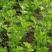 经济田除草剂大叶芹菜除草剂大叶芹菜除草剂芹菜除草剂