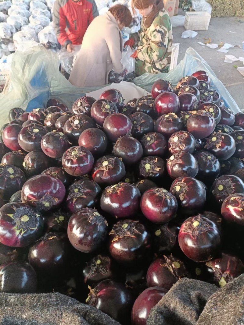 精品茄子圆茄大量供货中量大从优质量保证欢迎咨询