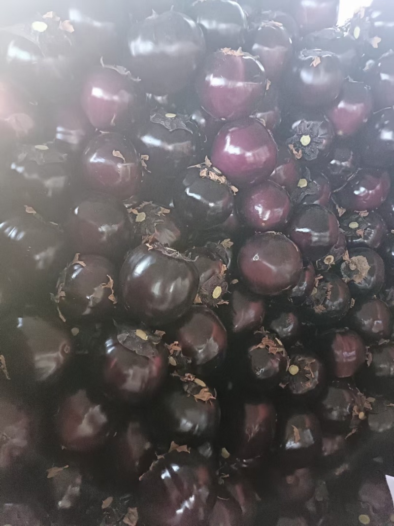 精品茄子圆茄大量供货中量大从优质量保证欢迎咨询