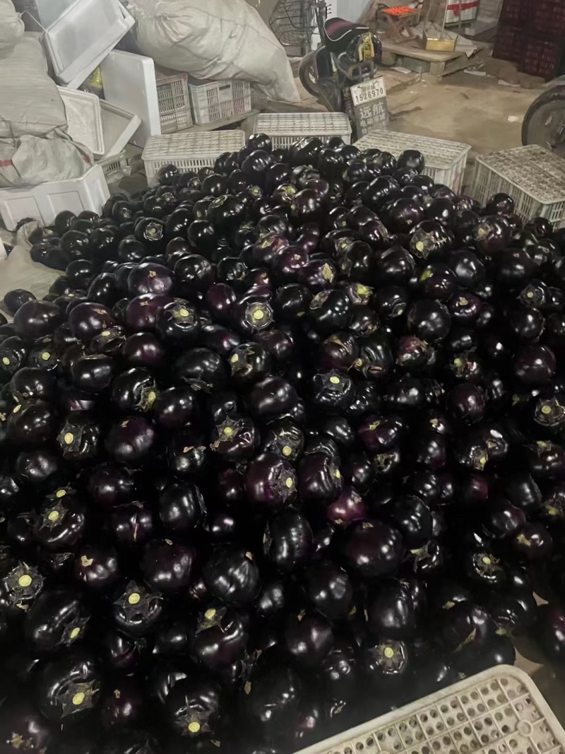 精品茄子圆茄大量供货中量大从优质量保证欢迎咨询