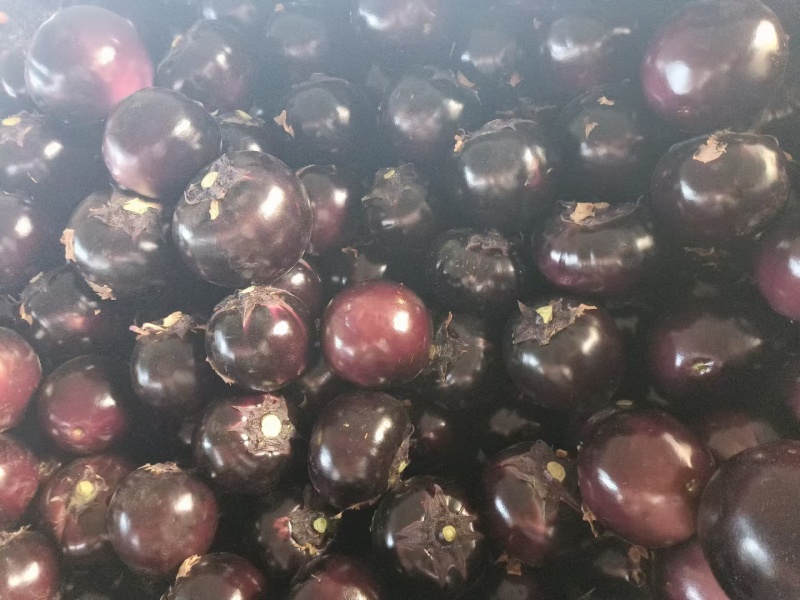精品茄子圆茄大量供货中量大从优质量保证欢迎咨询
