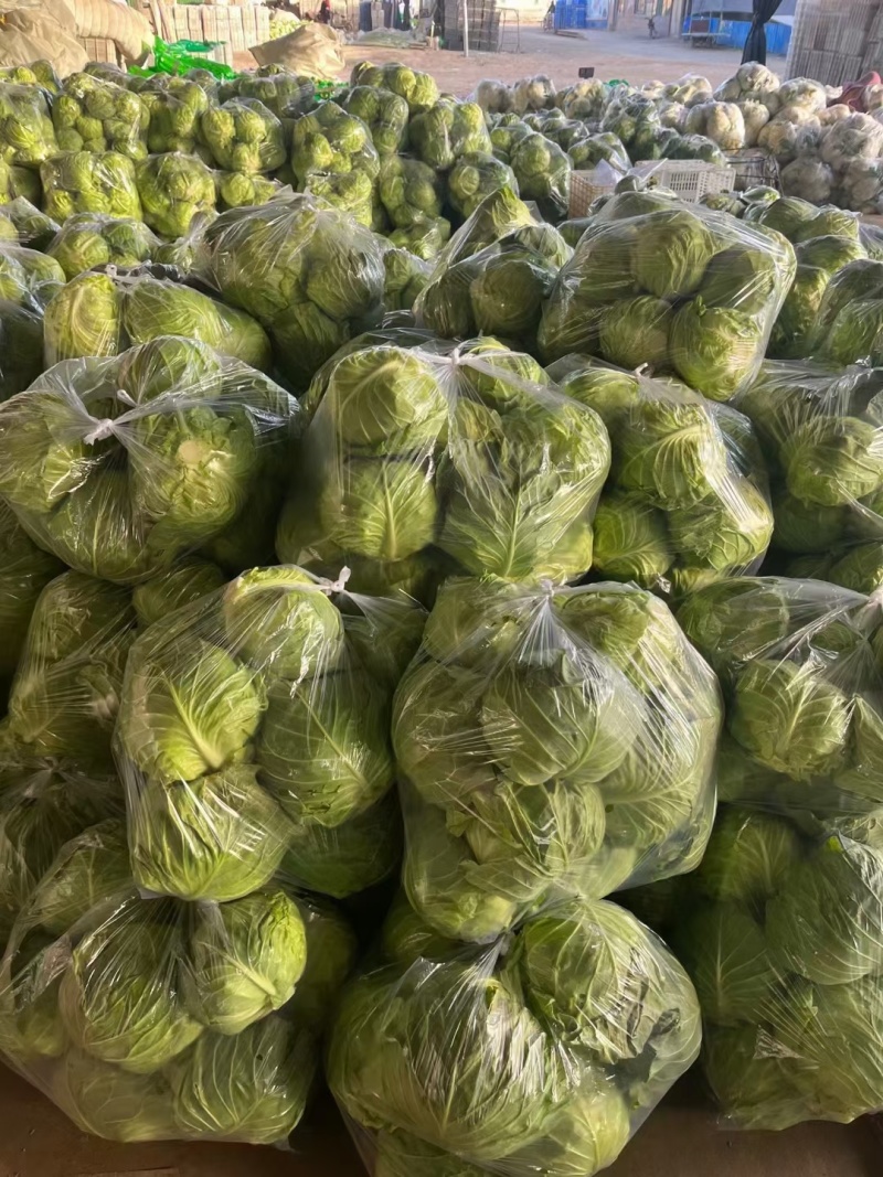 精品茄子圆茄大量供货中量大从优质量保证欢迎咨询