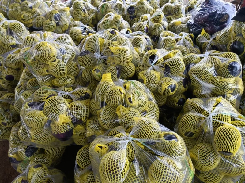 精品茄子圆茄大量供货中量大从优质量保证欢迎咨询