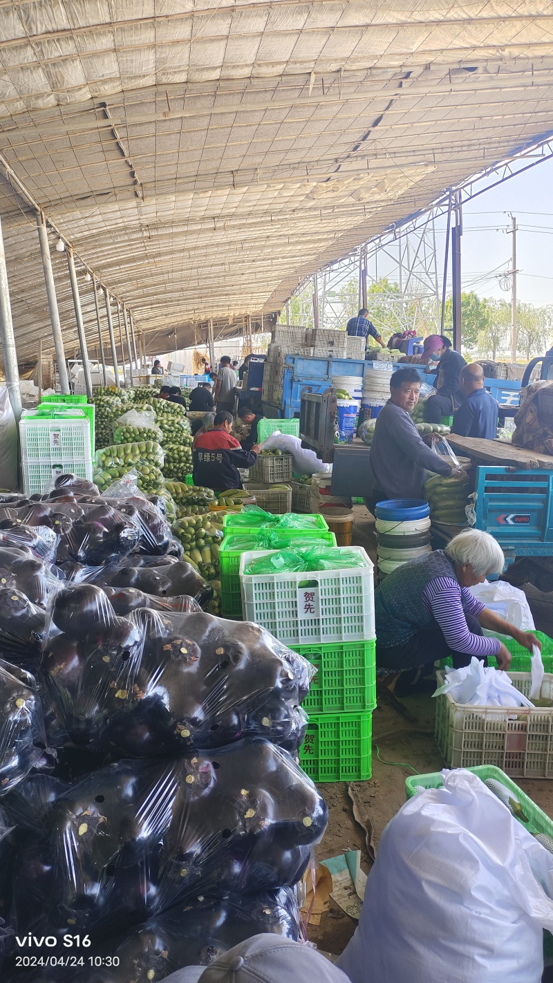 精品茄子圆茄大量供货中量大从优质量保证欢迎咨询