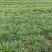 石菖蒲除草剂加助剂九节菖蒲除草剂不伤苗
