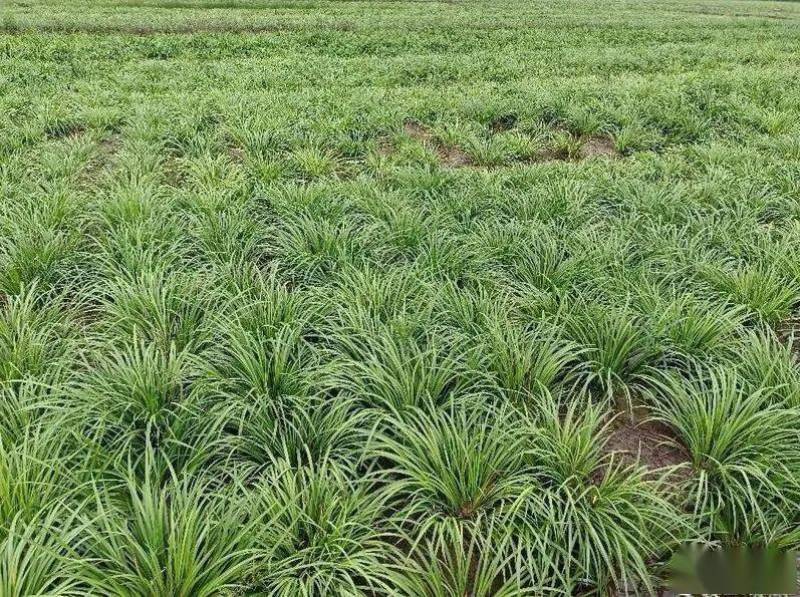石菖蒲除草剂加助剂九节菖蒲除草剂不伤苗